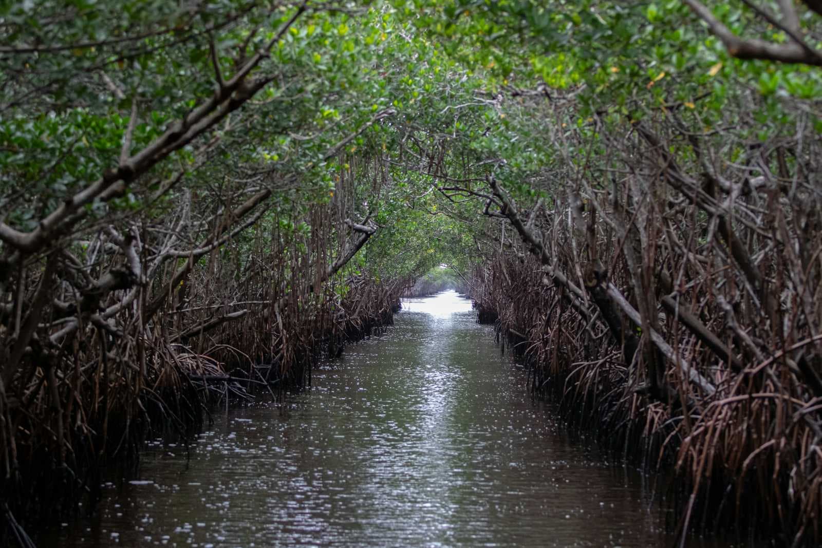 River of Grass: Hurricanes, Mangroves, and Everglade Resilience